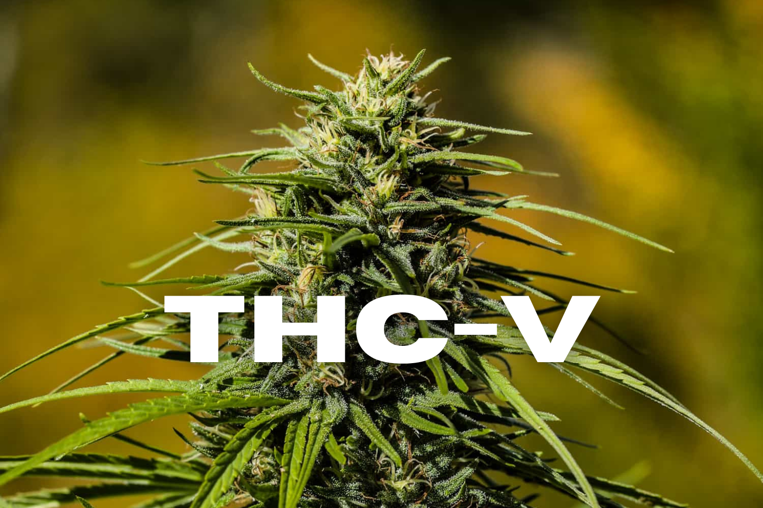 THC-V: The Trending Cannabinoid to Add to Your Catalog